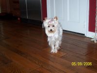 Bentley_s_1st_topknot