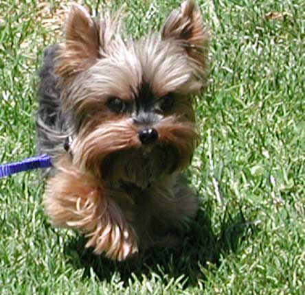 Binky_in_Grass