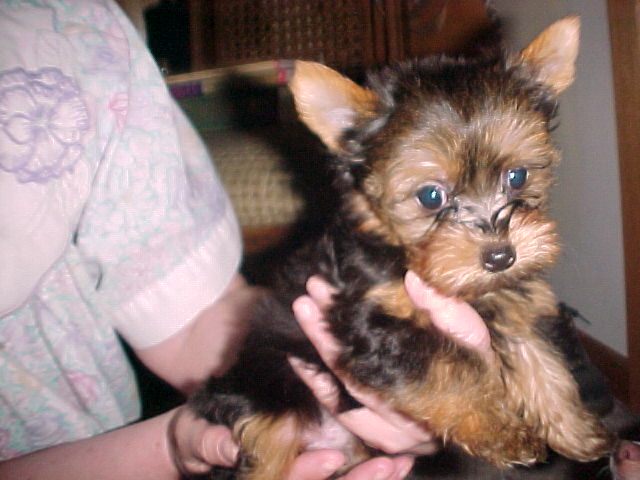 Bitsy_at_9_wks_