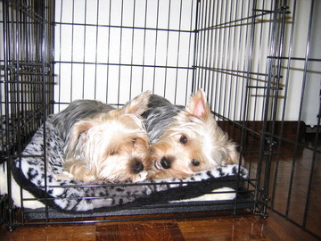 Boning_in_Their_House_Resized