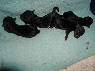 Brandi_s_Pups