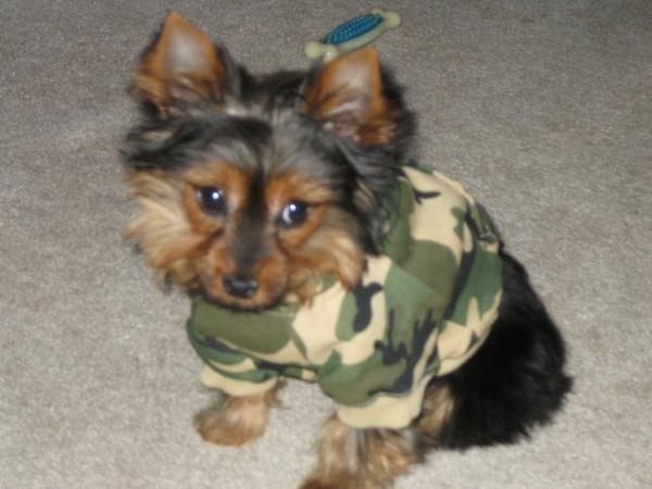 Brinkley4