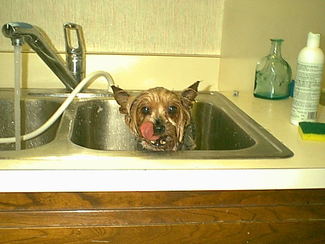 Bruno_bathtime