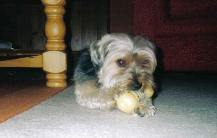 Buddy_fav_toy