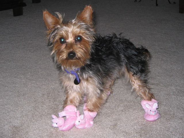 Bunny_Slippers