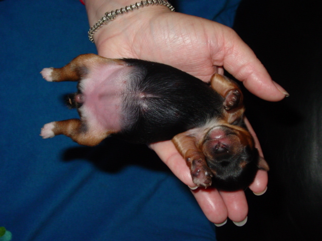 Cali_Baby_Pic_Parti_Carrier_Fm