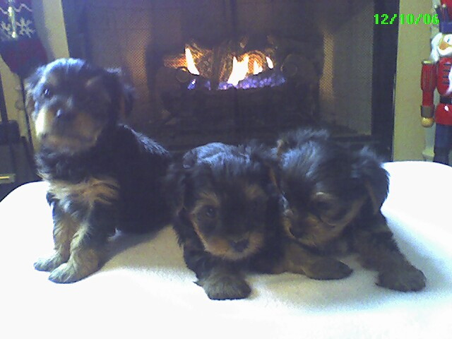 Candy_cinnamon_first_babys_15_