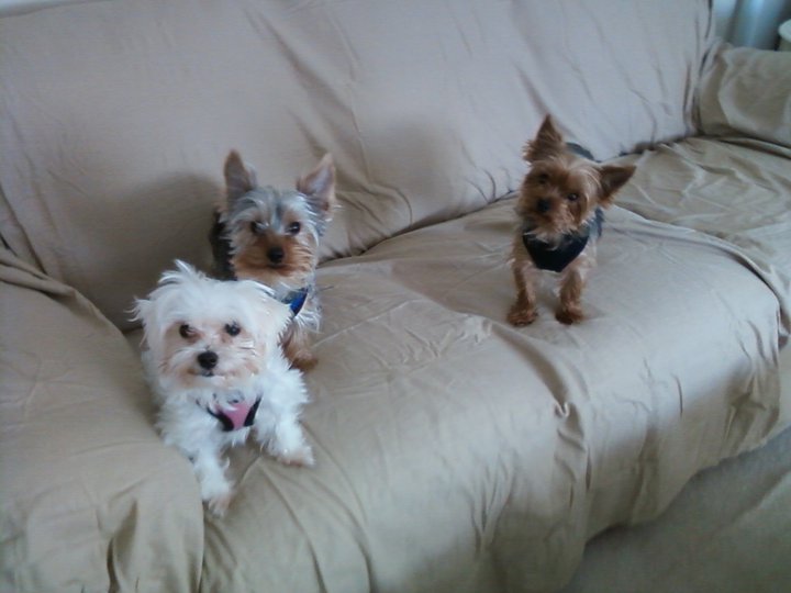 Chacha_Kenji_and_Rocco