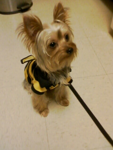 CharlieBumbleBee