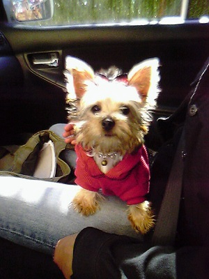 Chelsea_on_my_lap
