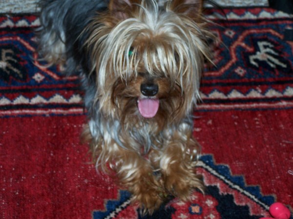 Chewie_0074