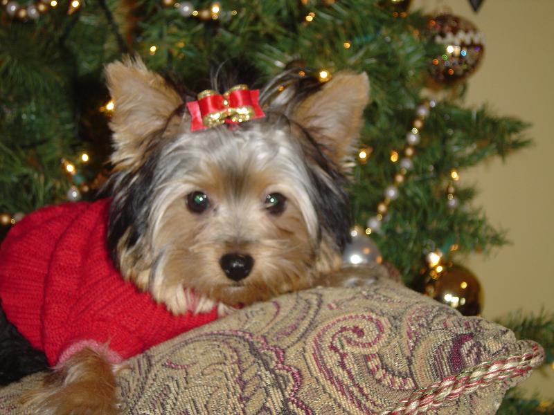 Christmas_05_032