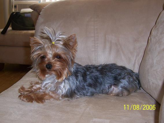 Coco_Laying_Down