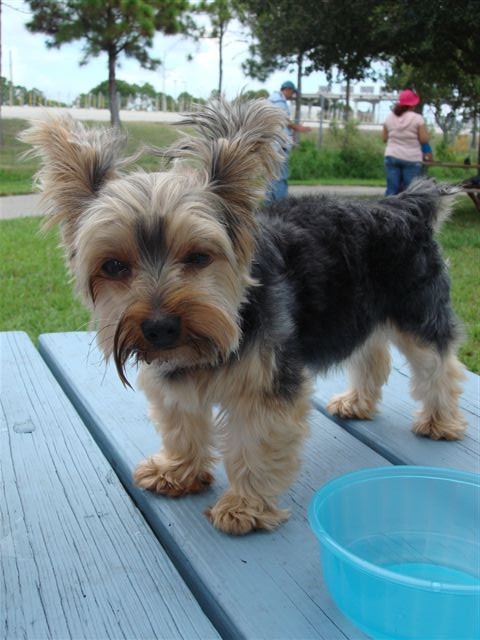Cookie_at_the_park