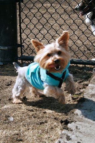 Cooper1