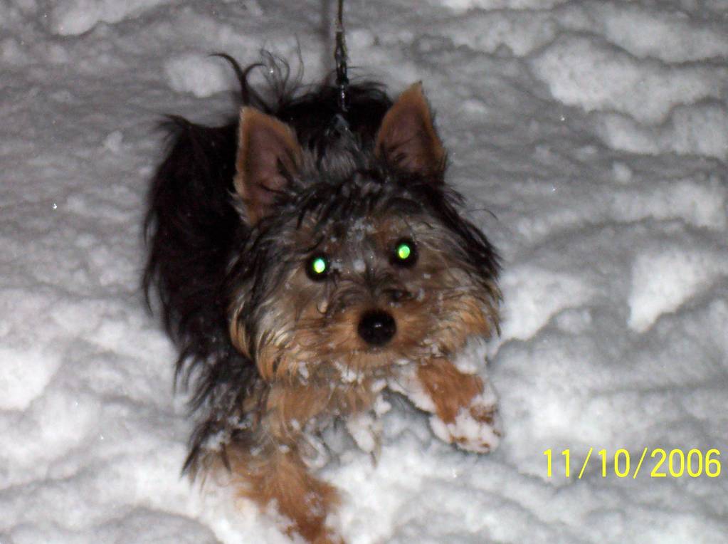 Coopers_first_romp_in_the_snow