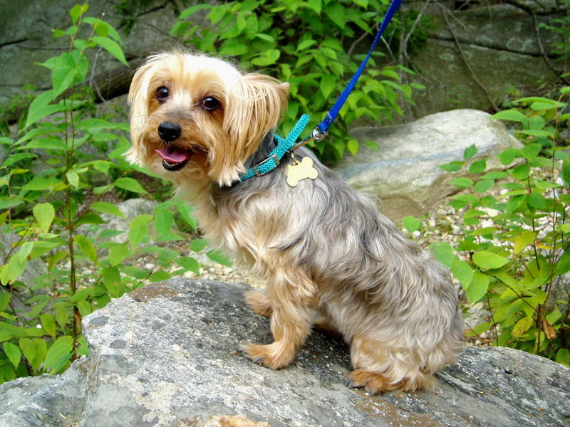 Corky1
