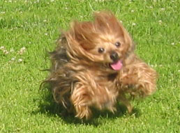 Corky_running_to_Mommy
