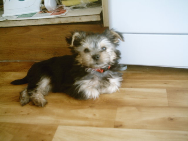 DOG_008