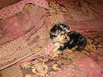 DSC005191