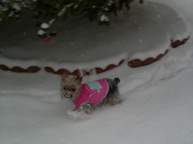 Daisy-popsicle_in_snow_of_Saturday_January_30_2010
