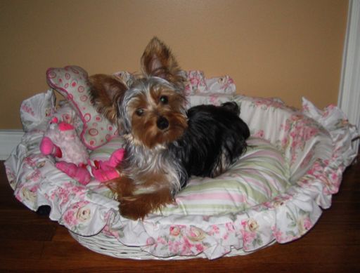 Daisy12