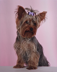 Daisy3