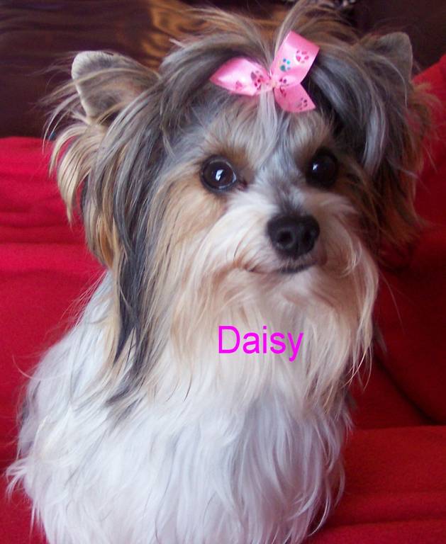 Daisy_-Puppy_album_001