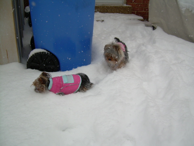 Daisy_Gidget_snow_Saturday_January_30_2010