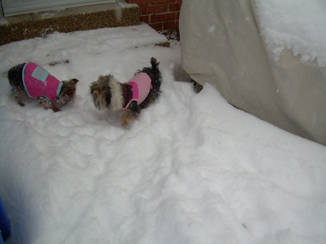 Daisy_Gidget_snow_Saturday_January_30_2010_3