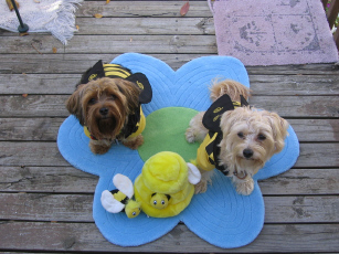 Daisy_and_Teddy_Bees_Halloween_2005_5