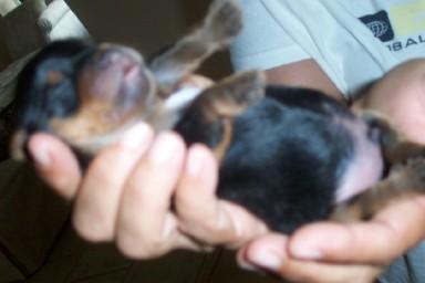 Dante_in_the_hand