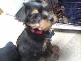 Diesel