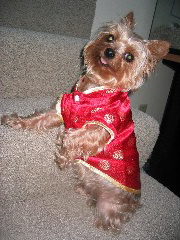 Diva_gone_Asian