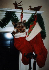 Diva_s_1st_Xmas_2001