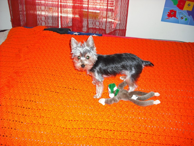 Dog_on_Bed
