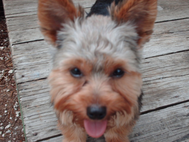 Dogs_005