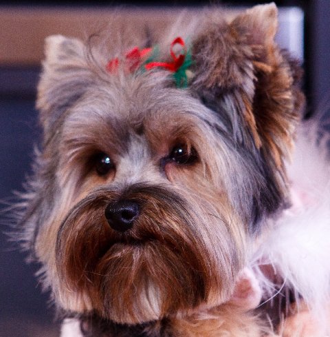 Dolce_picture_with_xmas_bows