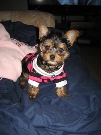 Dolce_s_new_shirt_from_auntie_Mindy2