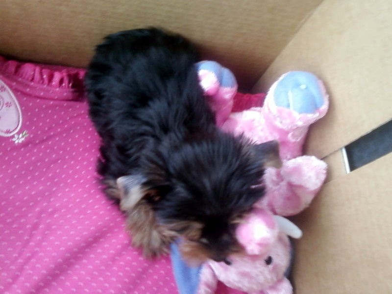 Dolly3_1_
