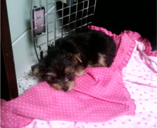 Dolly6_1_