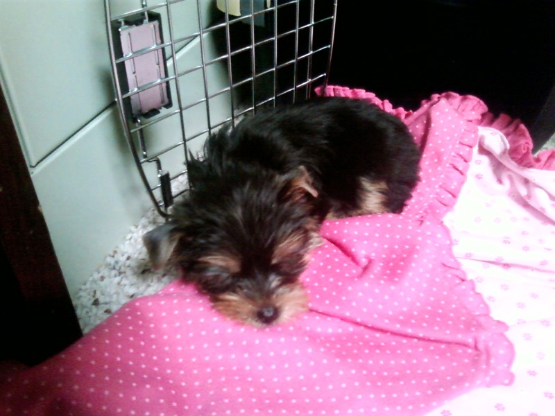 Dolly7_1_