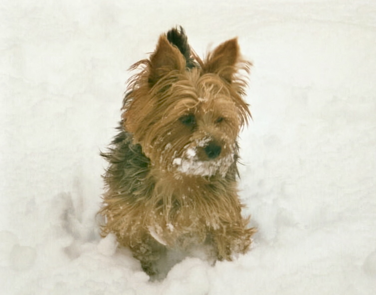 Duddley_snow0003_2_