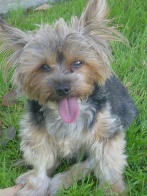 Dudley_sitting