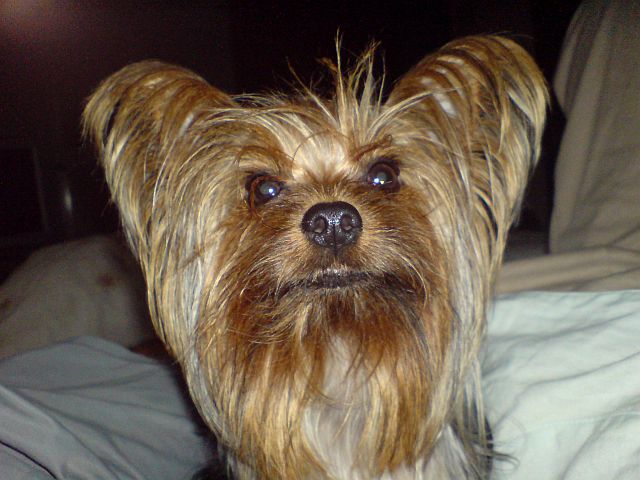 Errol
