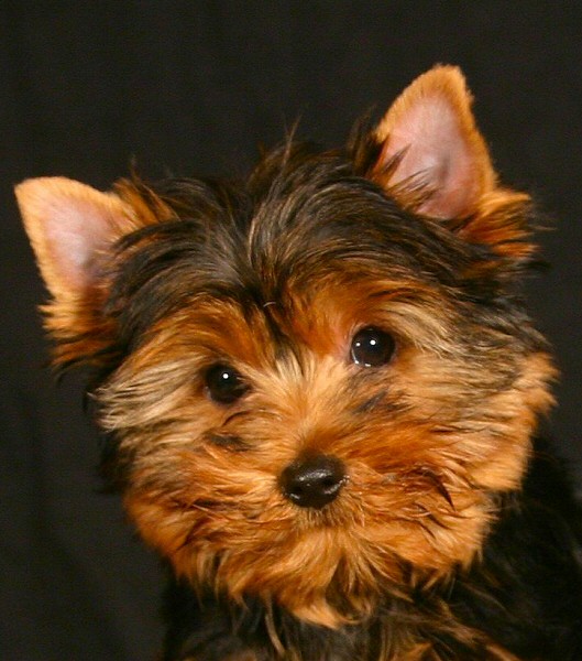 Ewok1