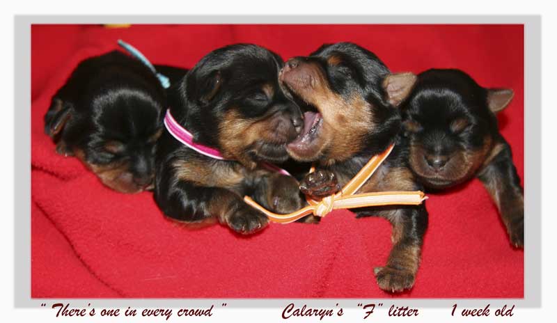 F-litter-1-wks-old-for-web
