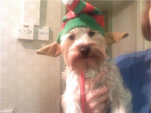 FRANKIE_ELF