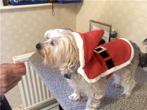 FRANKIE_XMAS