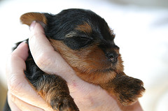 Fast_asleep